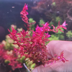 Rotala macrandra – Intense Red Aquarium Plant | Live High Light Stem | Collector Freshwater Rotala Species