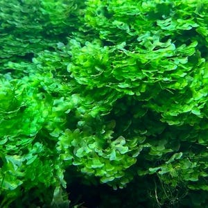 May include: Close-up of vibrant green aquatic plants, likely moss or a similar species. The image showcases the dense, textured foliage with a focus on the bright, healthy color and intricate leaf patterns. The plants appear to be thriving.