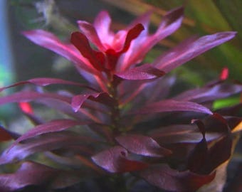 Ludwigia Glandulosa