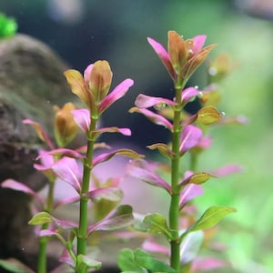 May include: Close-up of aquatic plants with vibrant pink and green leaves. The stems are a deep green, and the leaves transition from pink to a golden-brown hue. The plants are likely used for aquarium decoration.