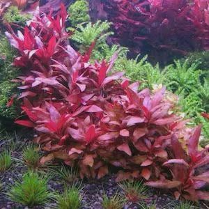 May include: A close-up of aquatic plants with vibrant red and green leaves. The plants are densely packed, creating a lush underwater scene. The red plants have a striking color, contrasting with the green foliage.