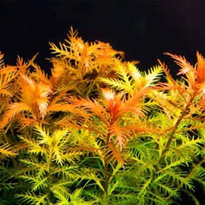 May include: Close-up of aquatic plants with vibrant colors. The image showcases a cluster of plants with feathery, needle-like leaves. The leaves transition from green at the base to yellow and orange at the tips, creating a striking visual contrast against a dark background.