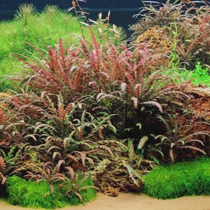 May include: An underwater scene featuring various aquatic plants. The foreground showcases vibrant green moss and reddish-brown plants with feathery leaves. The background includes other green and brown plants, creating a natural, textured environment. The scene is well-lit, highlighting the colors and details.