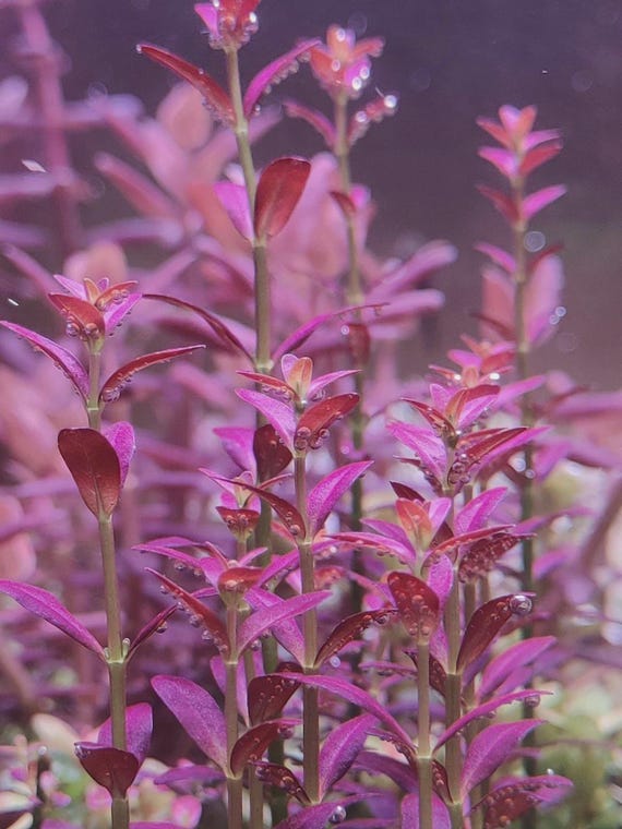 Rotala ramosior 'Florida'