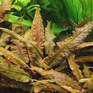 May include: Close-up of aquatic plants with long, textured leaves. The leaves display a mix of green, brown, and yellow hues, suggesting a natural, underwater environment. The plant's jagged edges and varied colors create a visually interesting texture.