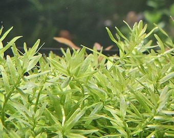 Rotala Green Live Aquarium Plant: Vibrant, Fast-Growing Stems
