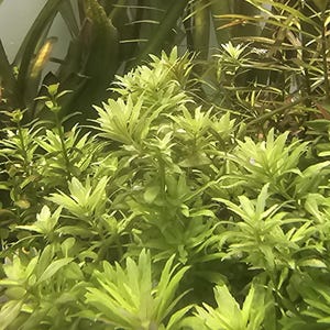 May include: An underwater scene featuring various aquatic plants. The foreground is dominated by bright green, leafy plants, while taller, darker green plants rise in the background. The scene is set against a sandy substrate, creating a natural aquatic environment.