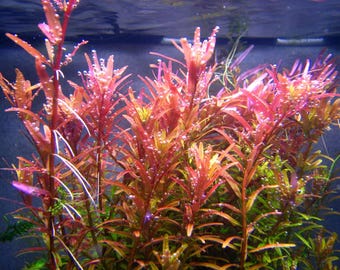 Rotala ramosior 'Orange Juice'