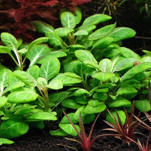 May include: A close-up of aquatic plants with vibrant green leaves and white veins. The foreground features a dense cluster of the primary plant, with red and purple plants in the background. The plants are set against a dark substrate.
