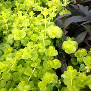 May include: A close-up of a vibrant ground cover featuring bright chartreuse green foliage with rounded leaves. The plant has a dense, lush appearance, with some areas of darker, purplish-black leaves providing contrast. The image highlights the texture and color variations.