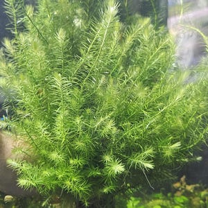 May include: A vibrant green aquatic plant with dense, needle-like foliage growing in a bushy, upright formation. The plant features numerous thin, pointed leaves arranged in whorls along slender stems, submerged within a clear water environment.