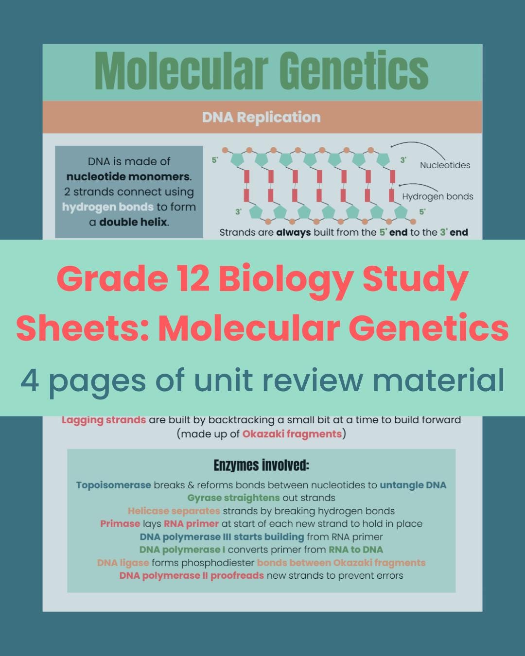 SBI4U Molecular Genetics Study Guide | Ontario Grade 12 Biology Notes ...