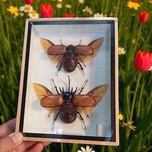 May include: A framed display featuring two brown beetles with tan wings. The beetles are mounted on a white background within a wooden frame. The text "Eutatorus gracilicornis" is visible at the bottom. The background is a blurred view of a garden with flowers.