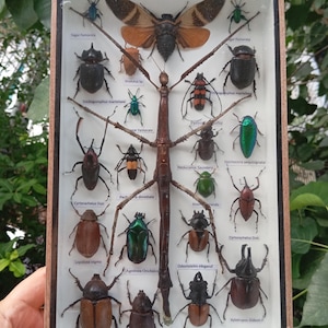 Framed Real Insect Display Beetles Butterflies Unique Nature Wall Art