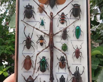 Beetles Butterflies Insect Bug Display Unique Nature Wall Art collection