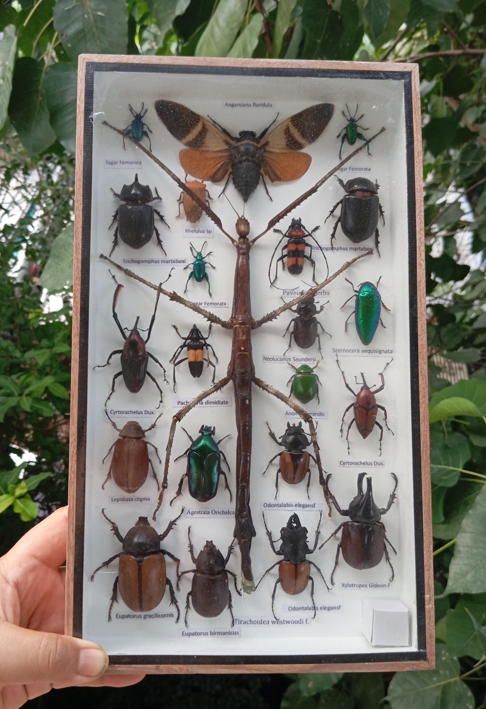 Beetles Butterflies Insect Bug Display Unique Nature Wall Art ...