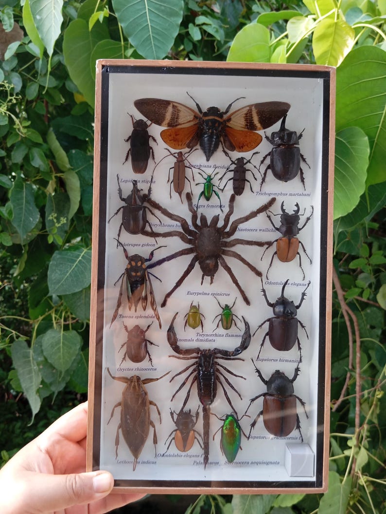 Framed Insect Display: Real Beetles, Butterflies & Spiders - Natural ...