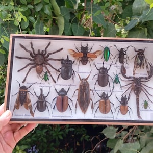 Real Insect Display with Tarantula Scorpion Entomology Box Wall Art  Decor Curio Cabinet Specimen oddities and curiosities science gift box