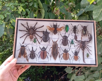 Real Insect Shadow Box: Tarantula, Scorpion & Exotic Bugs Entomology Display