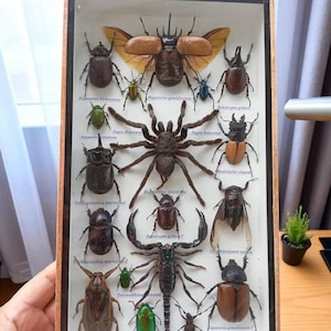Real Insect Shadow Box: Spider, Scorpion & Beetle Entomology Display