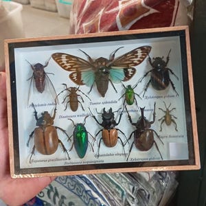 May include: A framed insect collection featuring various species, including a large butterfly with brown and blue wings. Other insects include beetles and cicadas, all pinned and labeled within a rectangular wooden frame.