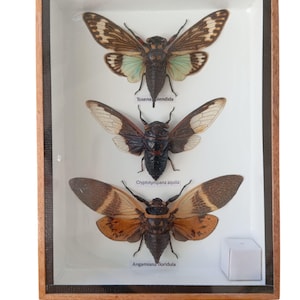 Peut inclure: Un présentoir encadré avec trois cigales préservées. Les insectes sont bruns et noirs avec des ailes à motifs, chacune étiquetée avec son nom scientifique. Le cadre est en bois avec un fond blanc.