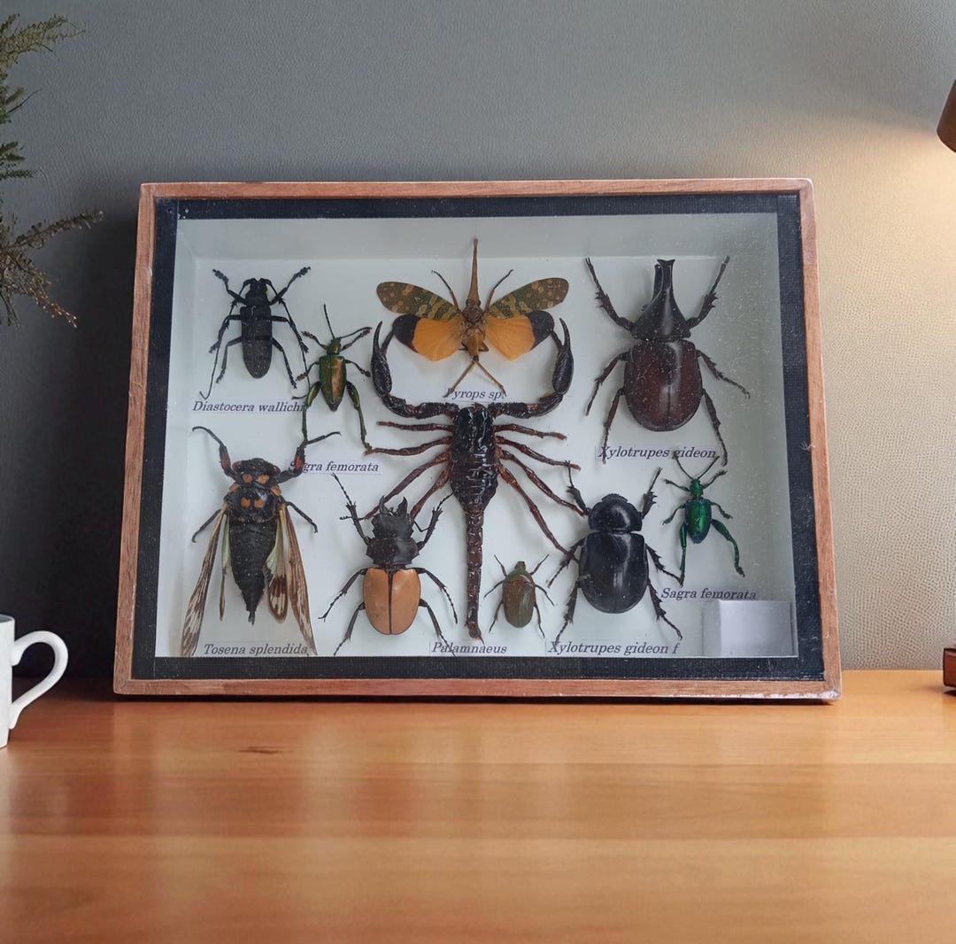 Real Framed Scorpion Beetles Cicada Taxidermy Insect Preserved Display ...