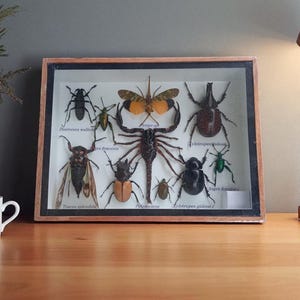 May include: A framed insect collection showcasing a variety of beetles and other insects. The display includes a range of colours and sizes, with each insect pinned and labelled within the wooden frame. The background is a neutral grey.