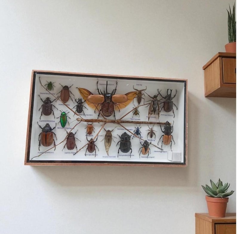 Framed Real Insect Collection Taxidermy Beetle Display, Entomology ...