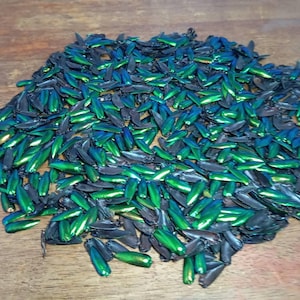 Iridescent Green Jewel Beetle Wings: Thai Craft Supply, Jewelry Making