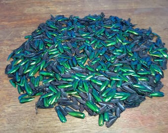Iridescent Green Blue Jewel Beetle Wings Elytra Sternocera Making Insect Craft Supply