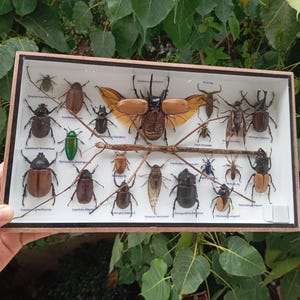 May include: A wooden framed display case showcasing a collection of various insects. The insects are pinned and labeled, including beetles, a stick insect, and other species. The background is a white surface.