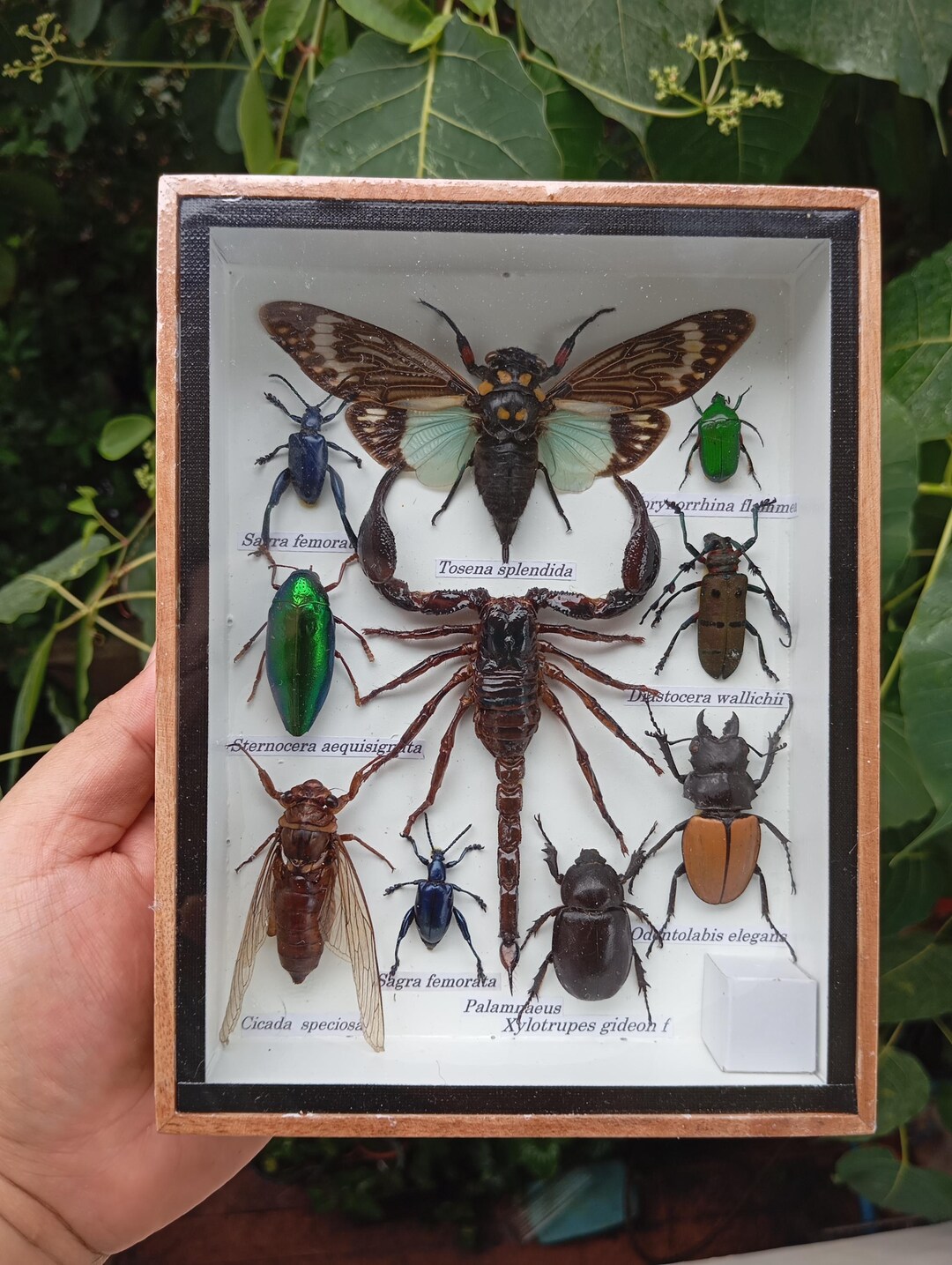 Real Cicadas Beetles Scorpion Bug Taxidermy Unique Framed Insect ...