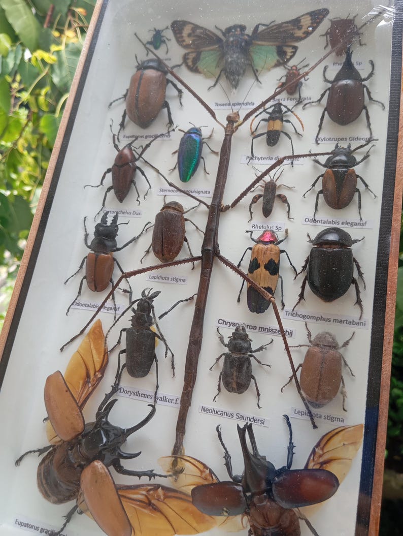 Prserved Insects Real Beetles Moths & Scarabs Taxidermy Entomology Art Framed Insect ...