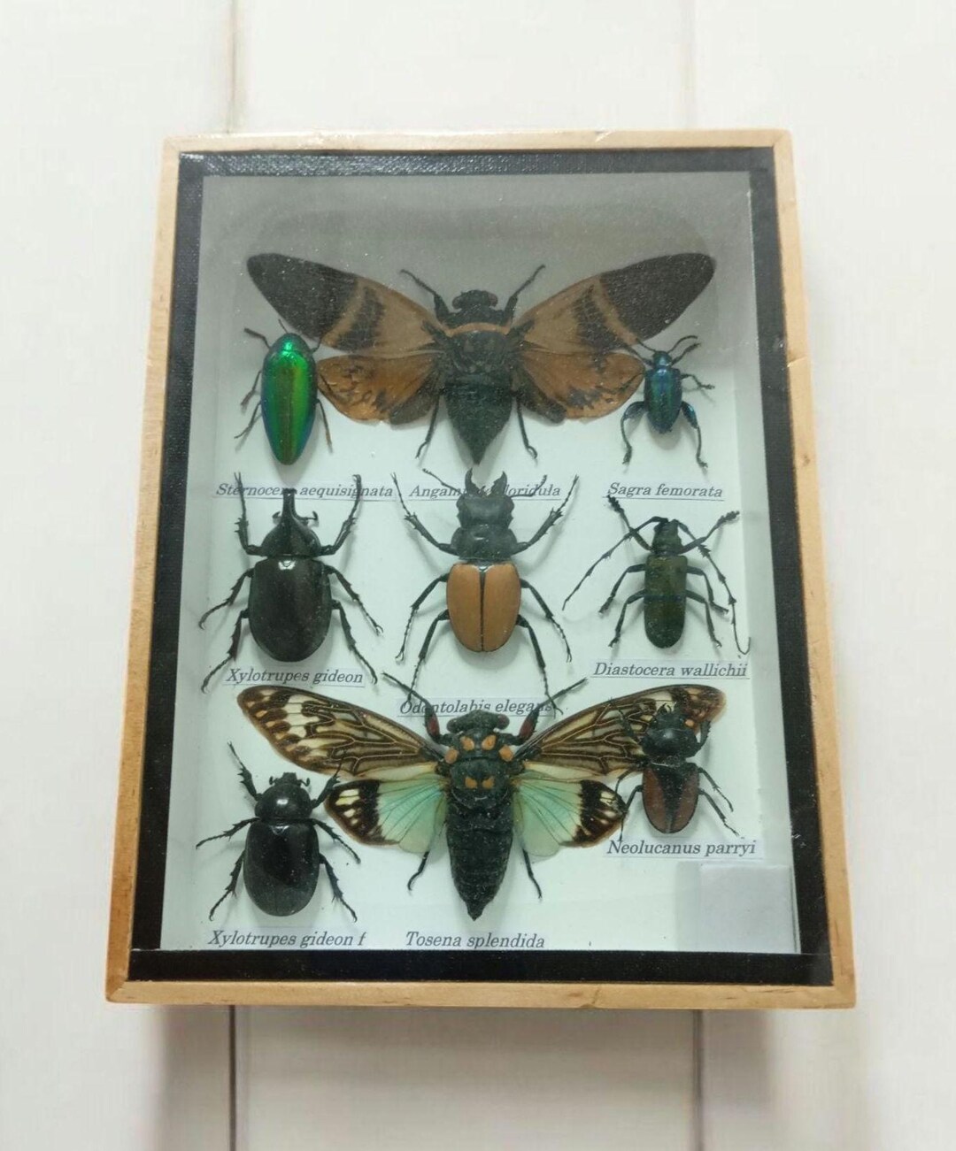 Real Insect Taxidermy Cicada Preserved Display Shadow Box Exotic ...
