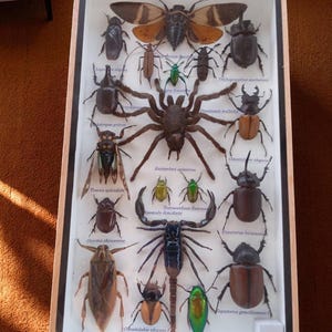 Framed Insect Bugs Display Real Mounted Beetles Butterflies Spiders & Rare Specimens for Unique Home Decor Art Natural History Display
