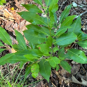 Wild Black Cherry Tree Sapling (Prunus serotina) | 18–24 Inches Tall