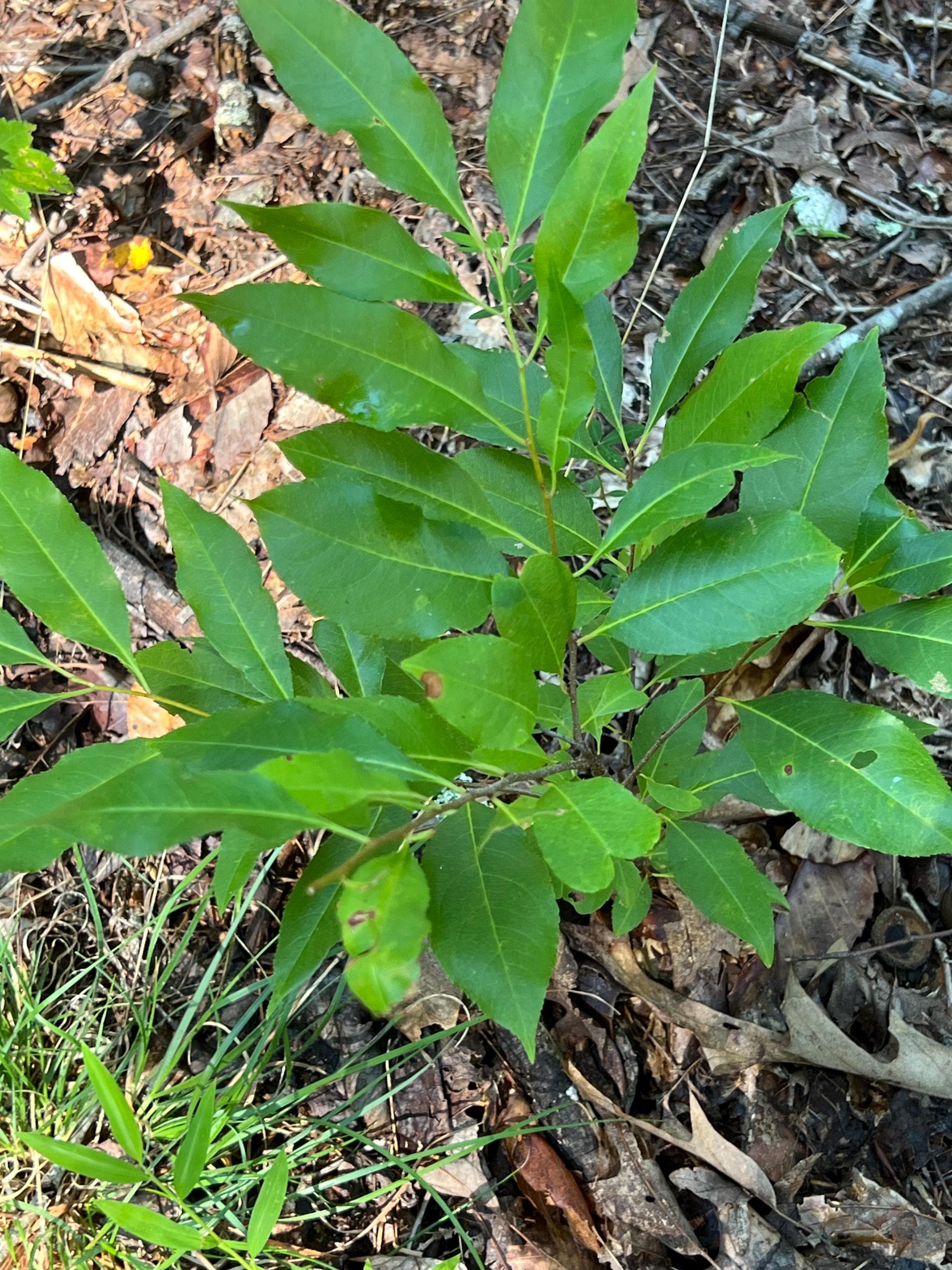 Wild Cherry Tree Sapling