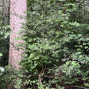 May include: A lush green tree with multiple branches and leaves, set against a backdrop of other trees and foliage. The trunk of a large tree is visible on the left side of the image, with a textured, brown bark.
