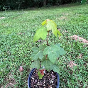 Live Red Maple Tree Sapling: Fast-Growing Native Shade Tree