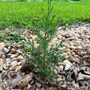 Eastern Red Cedar Sapling | Juniperus virginiana