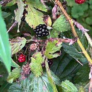 Allegheny Blackberry Rubus allegheniensis American Blackberry Common Blackberry Sow-teat blackberry Mountain Blackberry