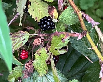 May include: Close-up of a blackberry bush with green leaves and thorny stems. Several ripe, black blackberries are visible, along with some red raspberries. The image is taken outdoors in natural light.