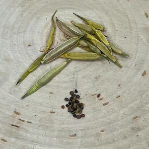 Heirloom Organic Arugula Seeds
