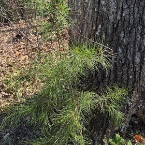 May include: A close-up shot of a young pine tree with vibrant green needles. The tree is positioned near the rough, textured bark of a larger tree. The scene is set outdoors in natural sunlight, with hints of other foliage in the background.