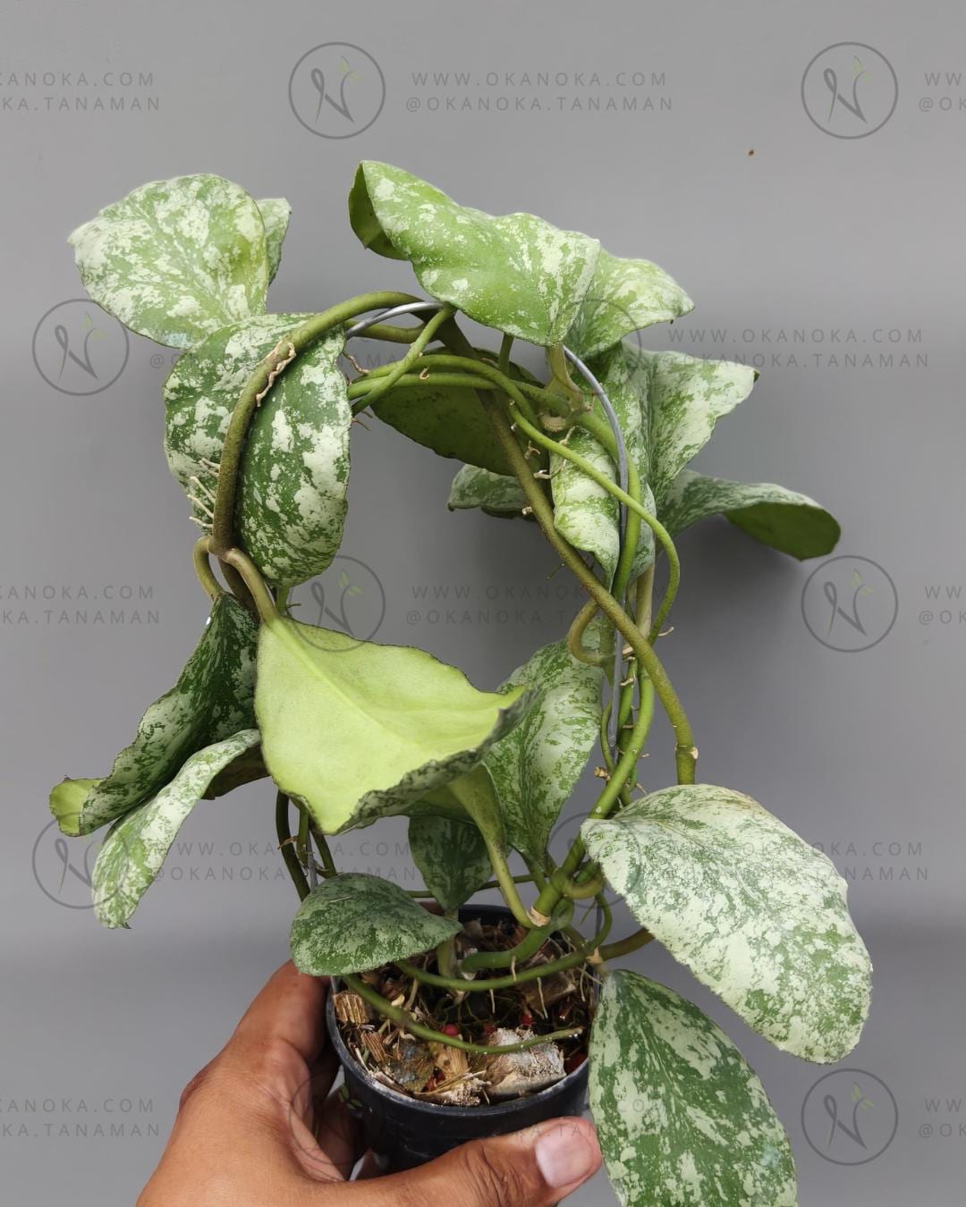 Hoya Waymaniae Cloudy Sky – Rare Silver Splash Hoya – Collector