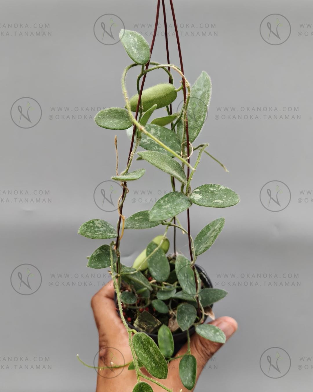 セールレアホヤ 大苗トムソニーホワイトHoya thomsonii white Hoya