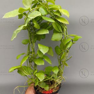 May include: A Hoya plant with light green, succulent-like leaves arranged on long, trailing vines. The plant is potted in a small black container filled with brown soil and topped with small red fertilizer pellets, showing visible aerial roots.
