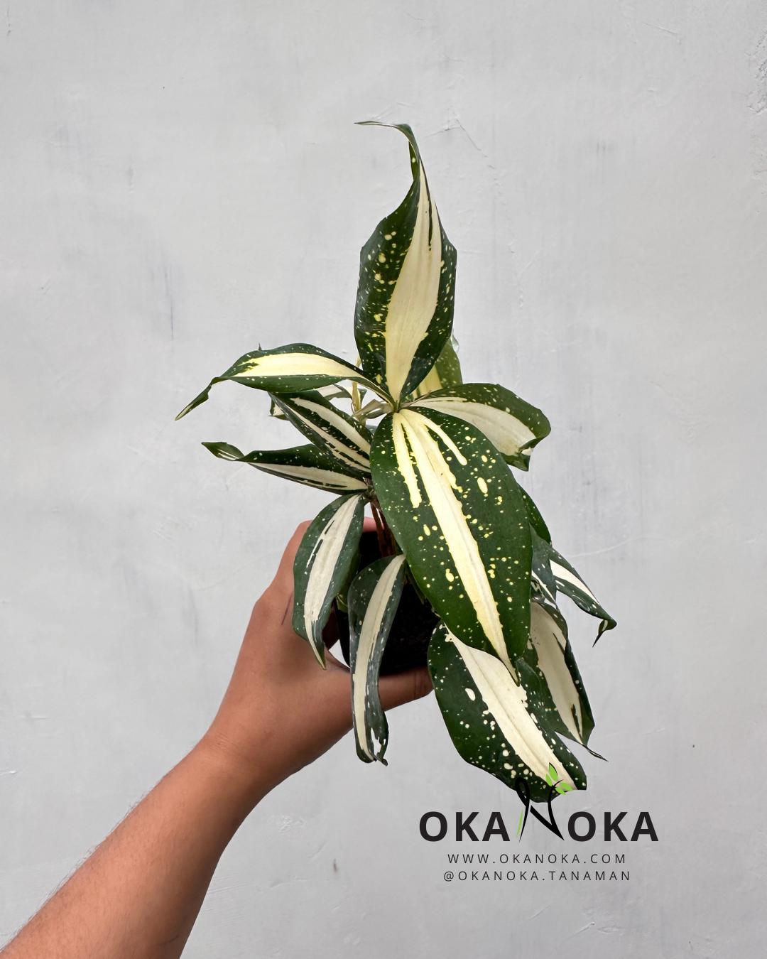 efeutute schnell wachsen Efeutute - Epipremnum aureum