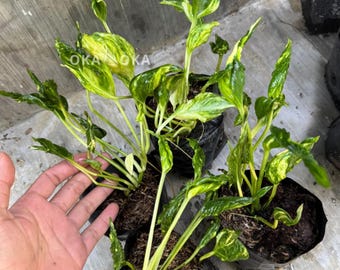 Epipremnum Shangri La Aurea